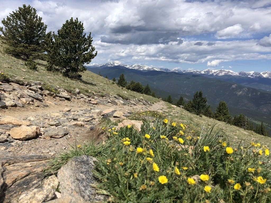 Image of trail on side of hill with snowcapped mountains in background and yellow flowers in foreground