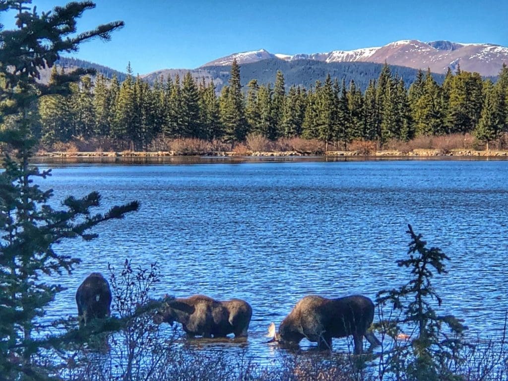 Image of blue lake with three moose drinking with pine trees and snowcapped mountains in background